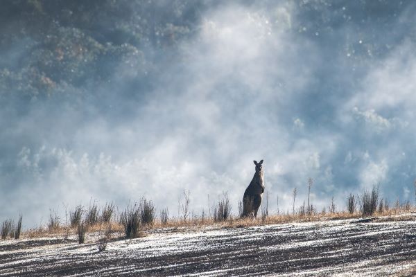 A Kangaroo in the Snow