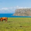 A Cow Overlooking a Clifftop and Ocean in Stanley, Tasmania