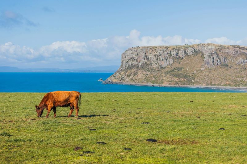 Ocean in Stanley, Tasmania