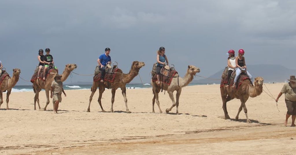 Camel rides on the beach Port Macquarie