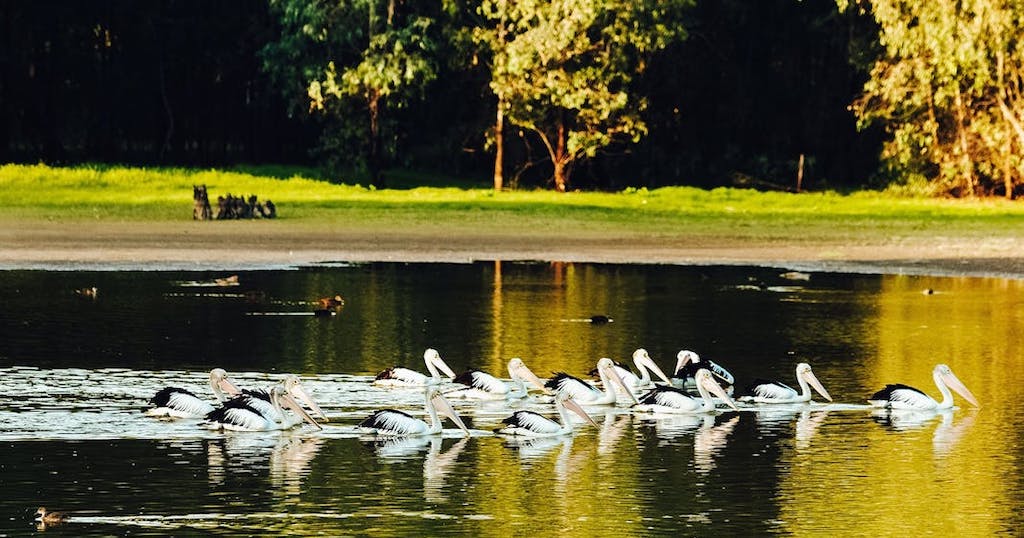 Pelicans at Wonga Wetlands Albury