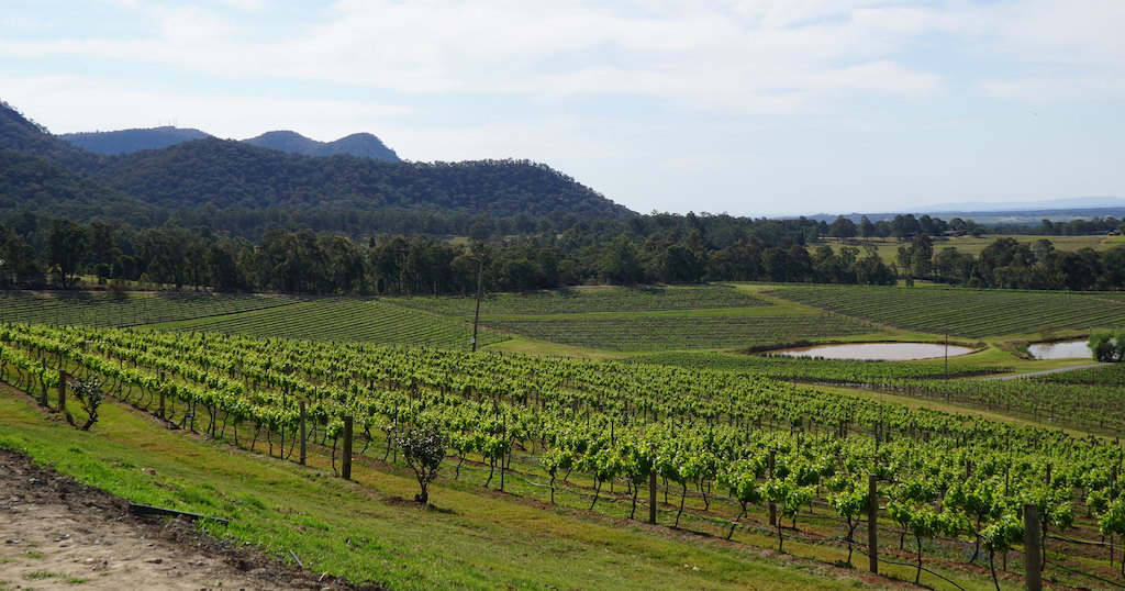 Vineyards in the Hunter Valley