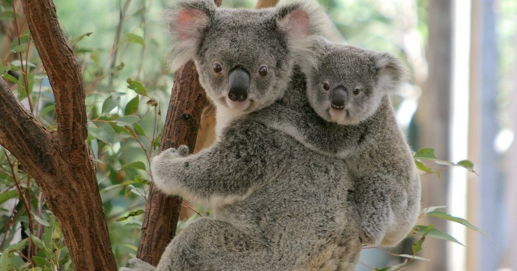 Lone Pine Koala Sanctuary Brisbane