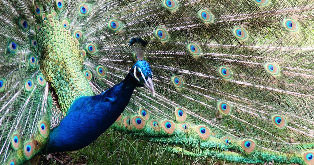 Peacock at Blackbutt Reserve