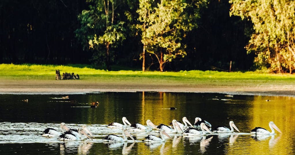 Pelicans at Wonga Wetlands in Albury