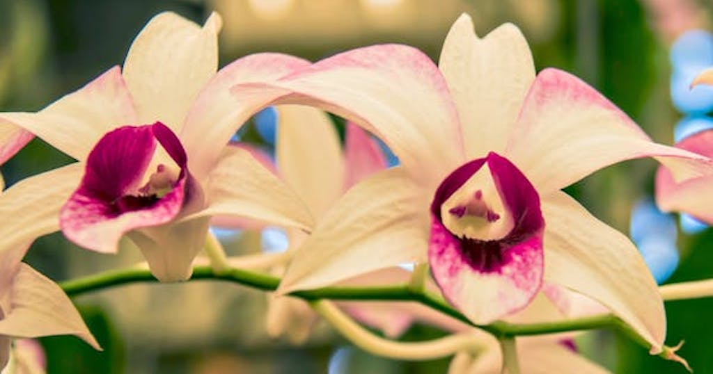 Orchids in Ken Burgess Orchid House, Mackay